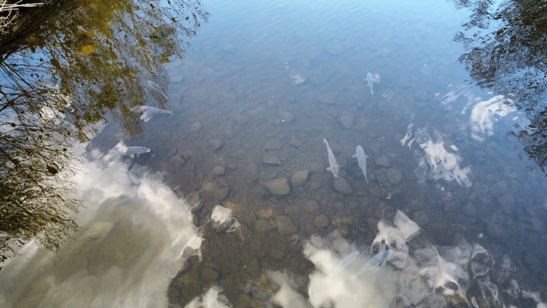Où se trouvent les carpes selon les saisons ?