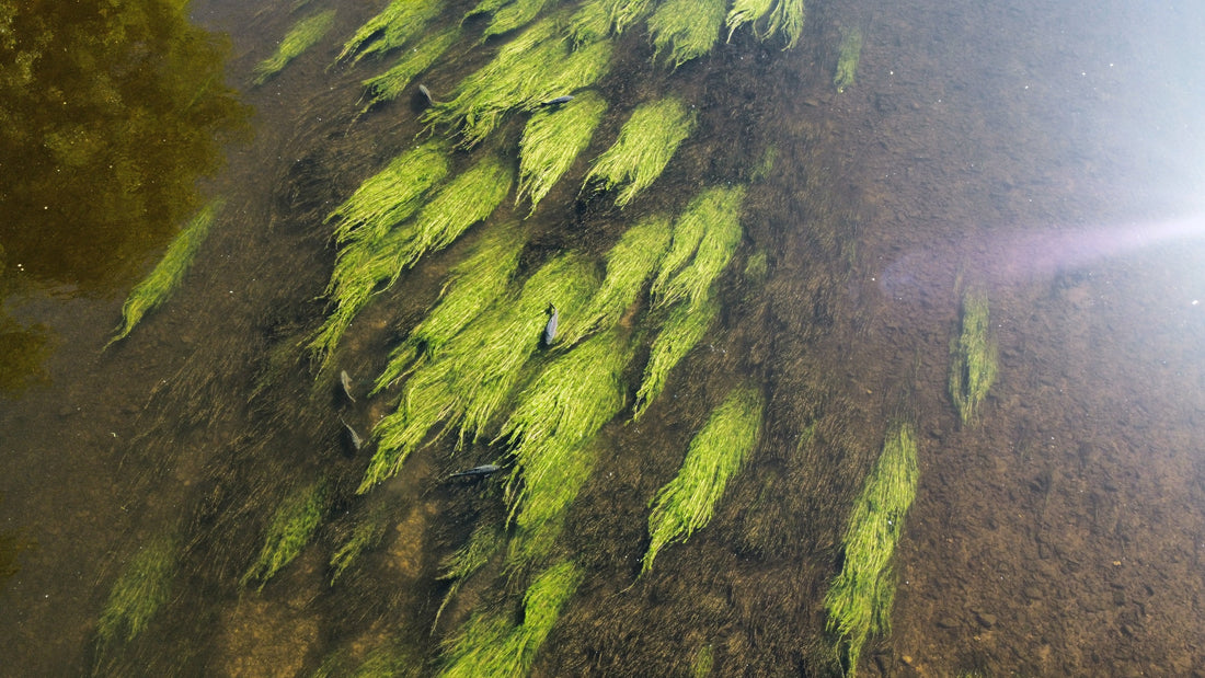 La fraie des carpes : immersion au cœur d’un spectacle fascinant