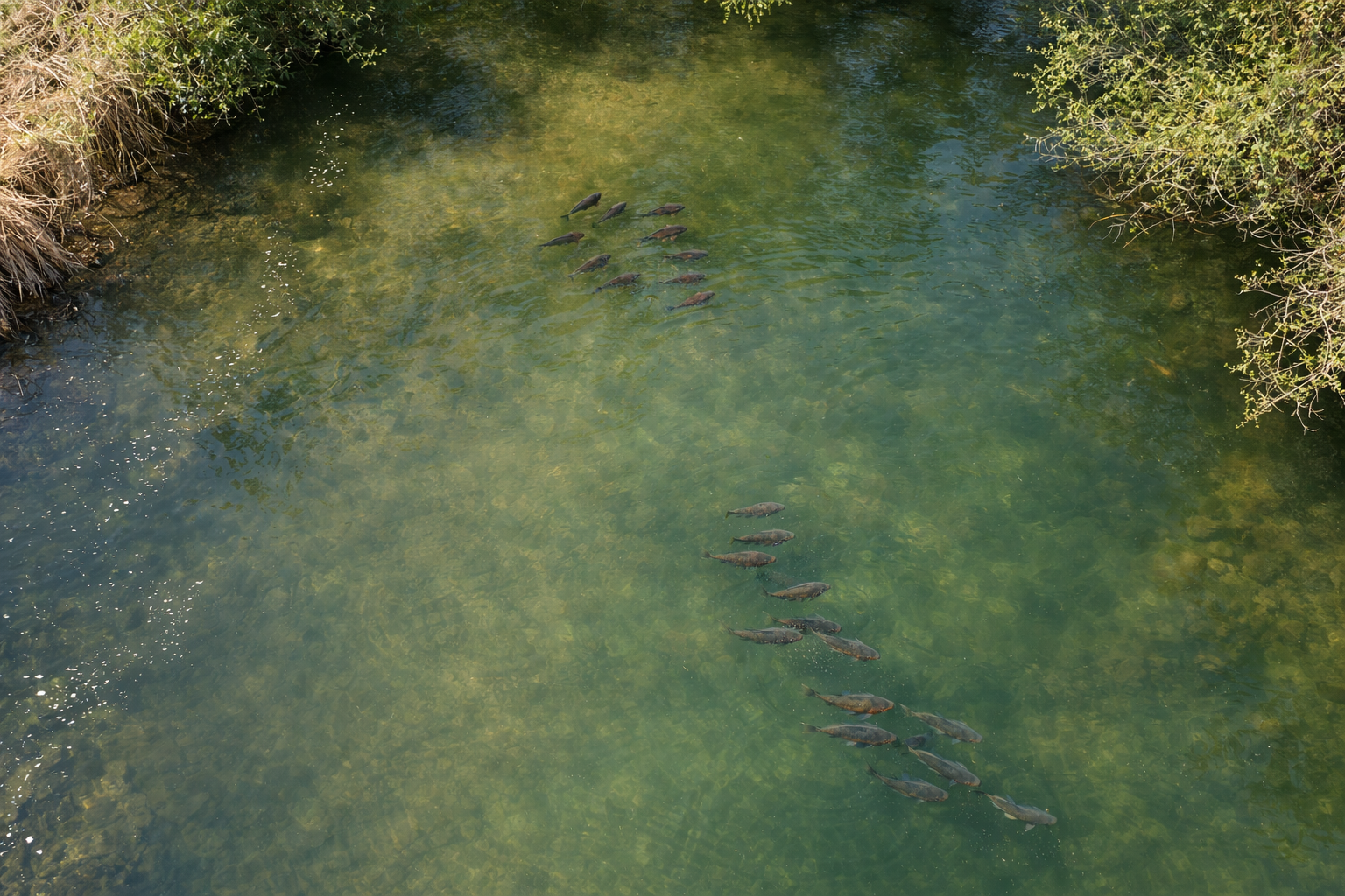 Bannière PandPBaits – appâts et accessoires pour la pêche de la carpe
