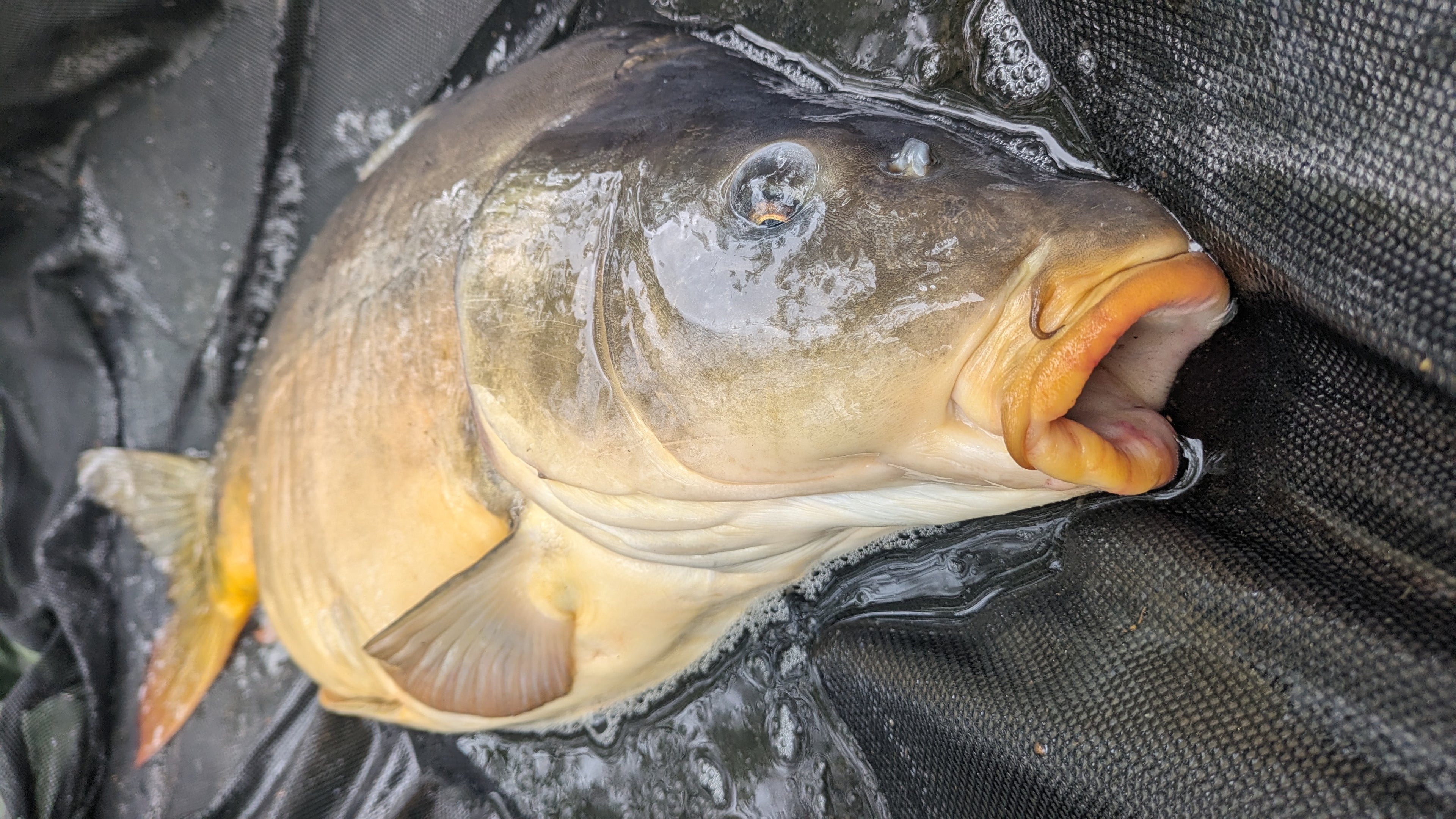 Carpe prise avec bouillette FP13 Pandpbaits