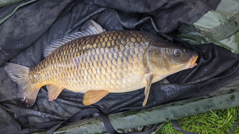 Carpe prise avec bouillette C-tuna Pandpbaits