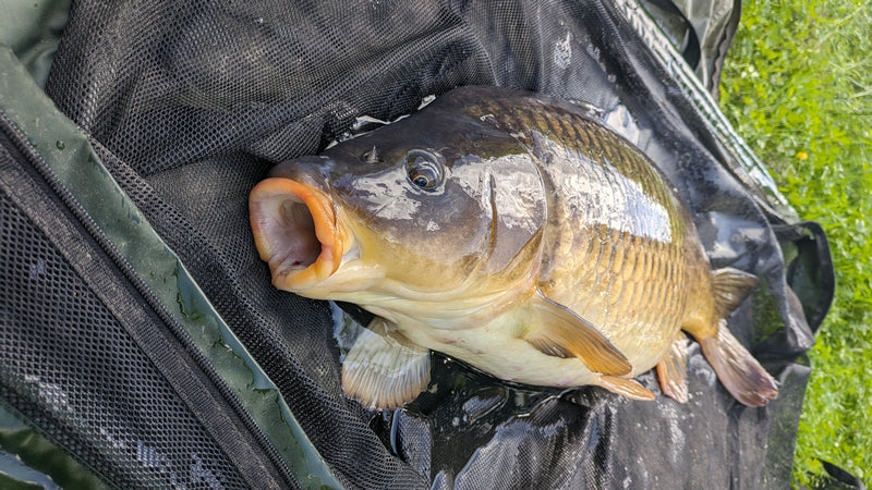 Carpe prise avec bouillette hemoroïde Pandpbaits