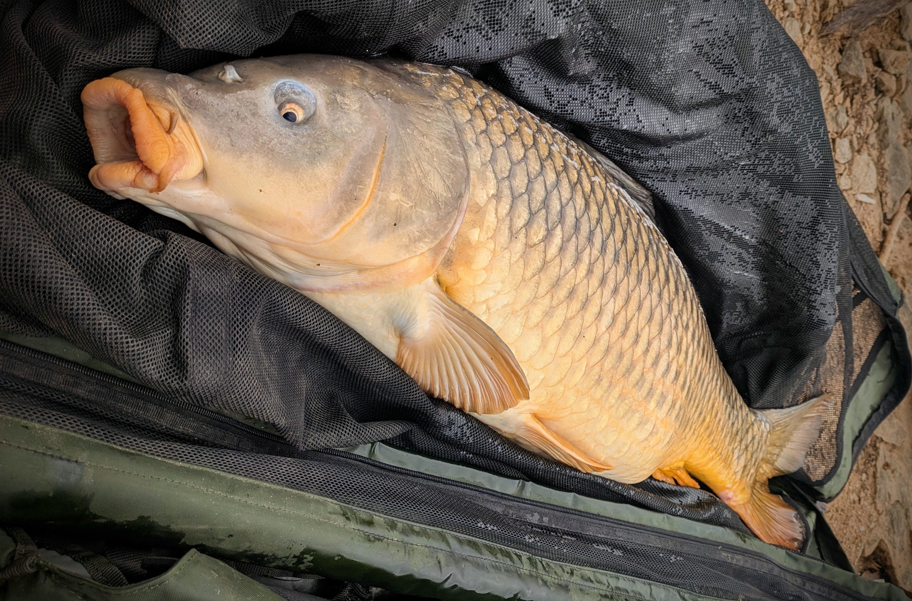 Carpe prise avec bouillette hot Pineapple Pandpbaits