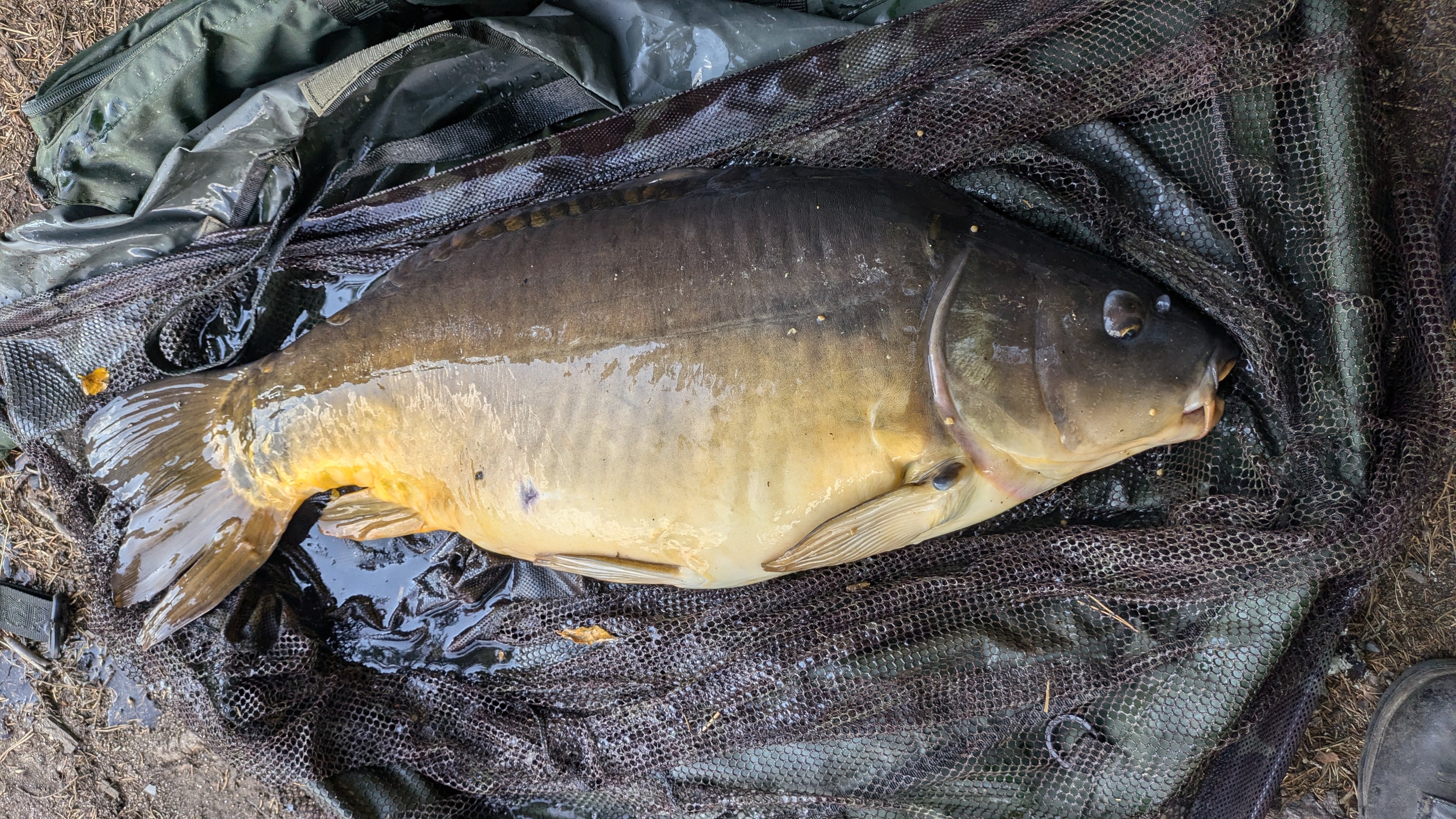 Carpe prise avec bouillette oriental crayfish Pandpbaits