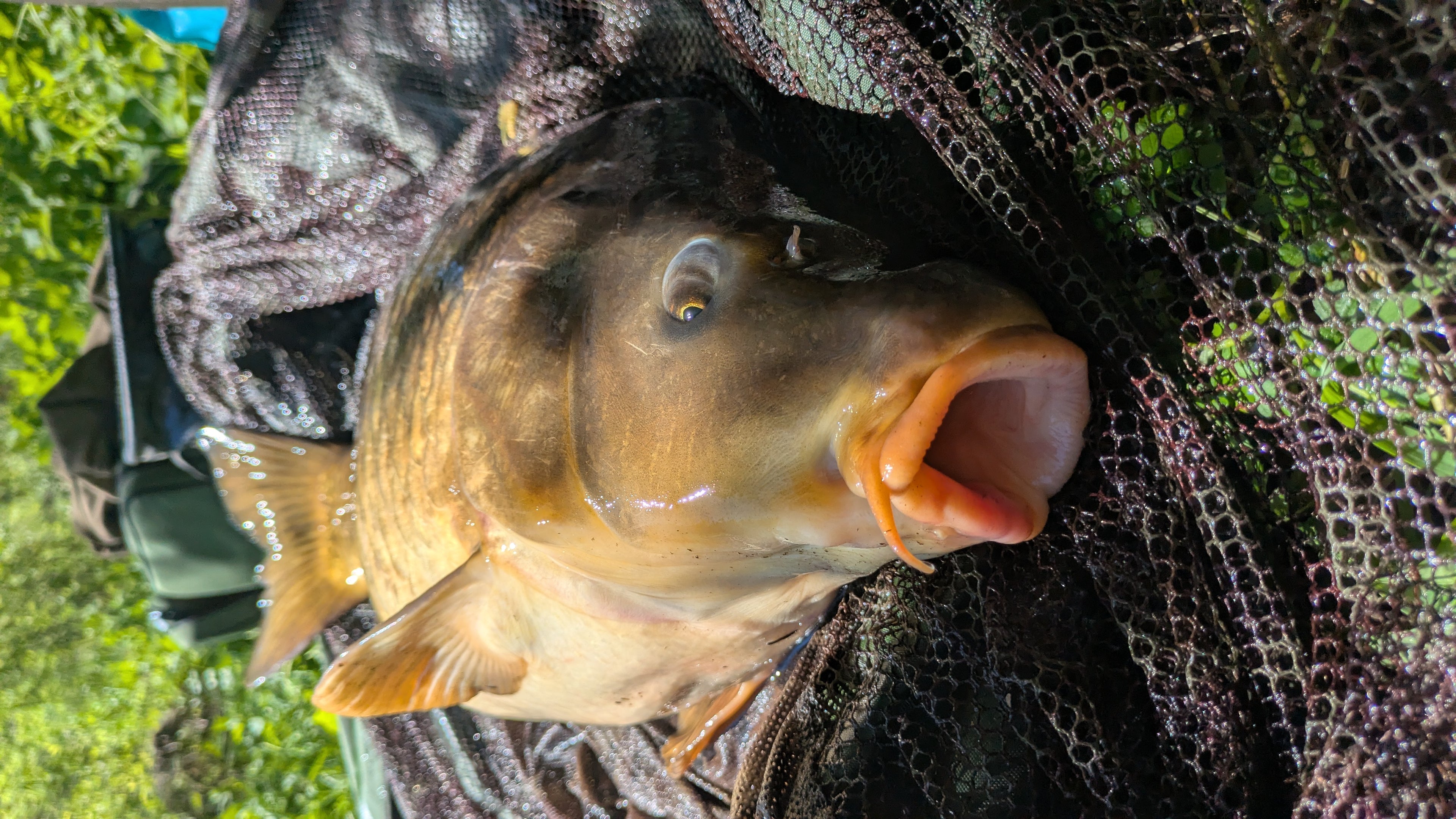 Carpe prise avec bouillette scopex poivre Pandpbaits